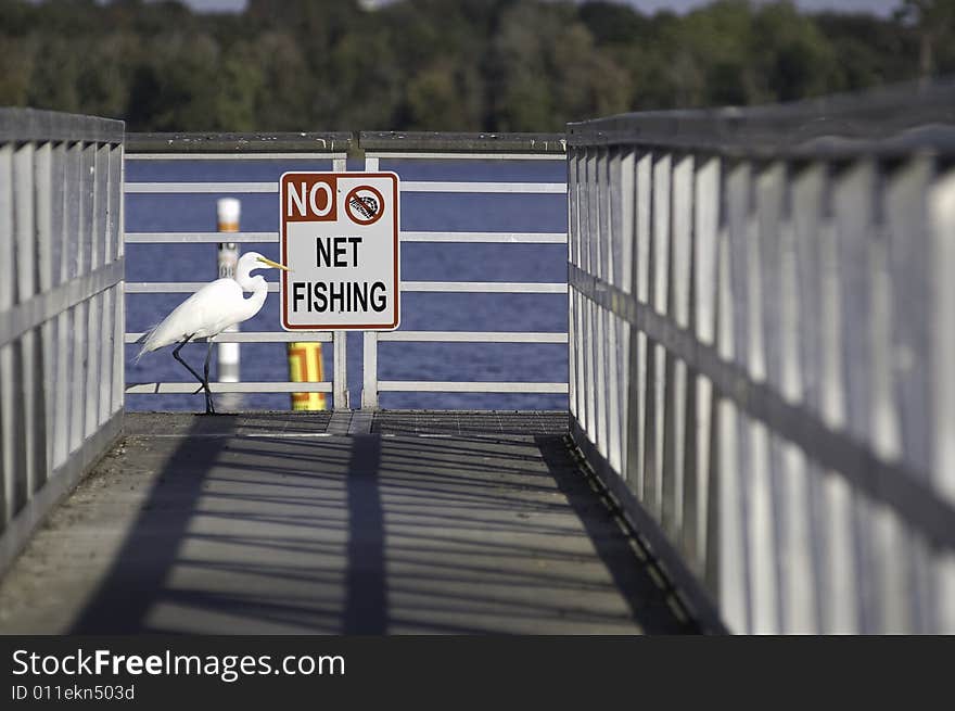 Egret walking in front of sign. Egret walking in front of sign.