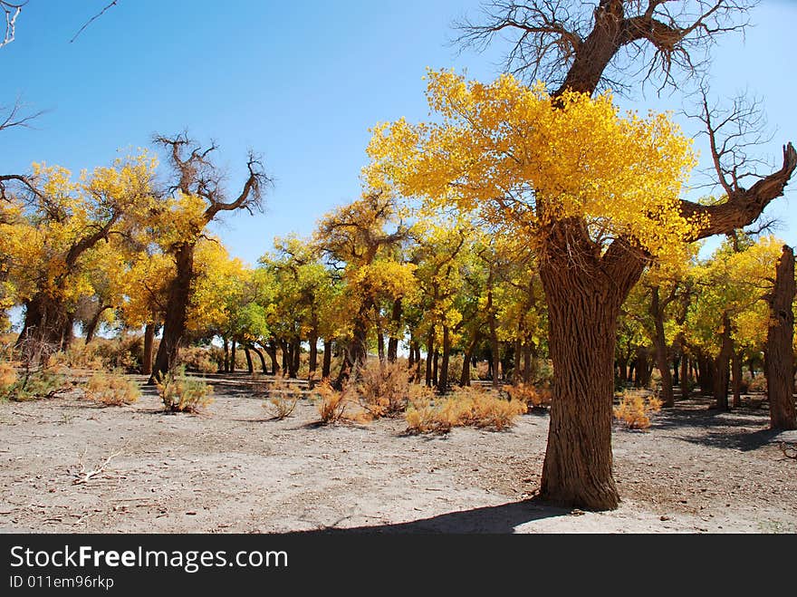 Golden yellow Poplar tree and blue color sky is beautiful