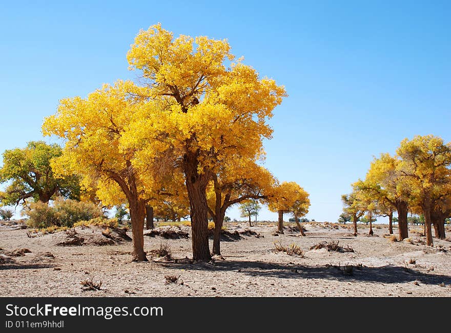 Golden yellow Poplar tree and blue color sky is beautiful