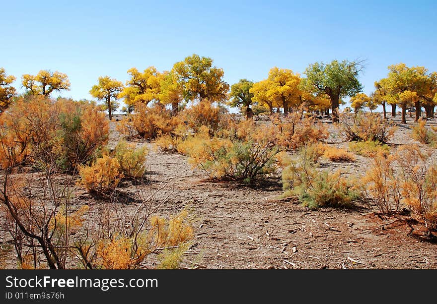 Golden yellow Poplar tree and blue color sky