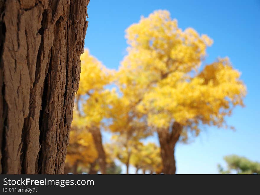 Golden yellow Poplar tree and blue color sky in china