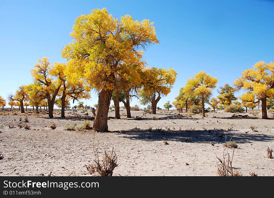 Golden yellow Poplar tree and blue color sky