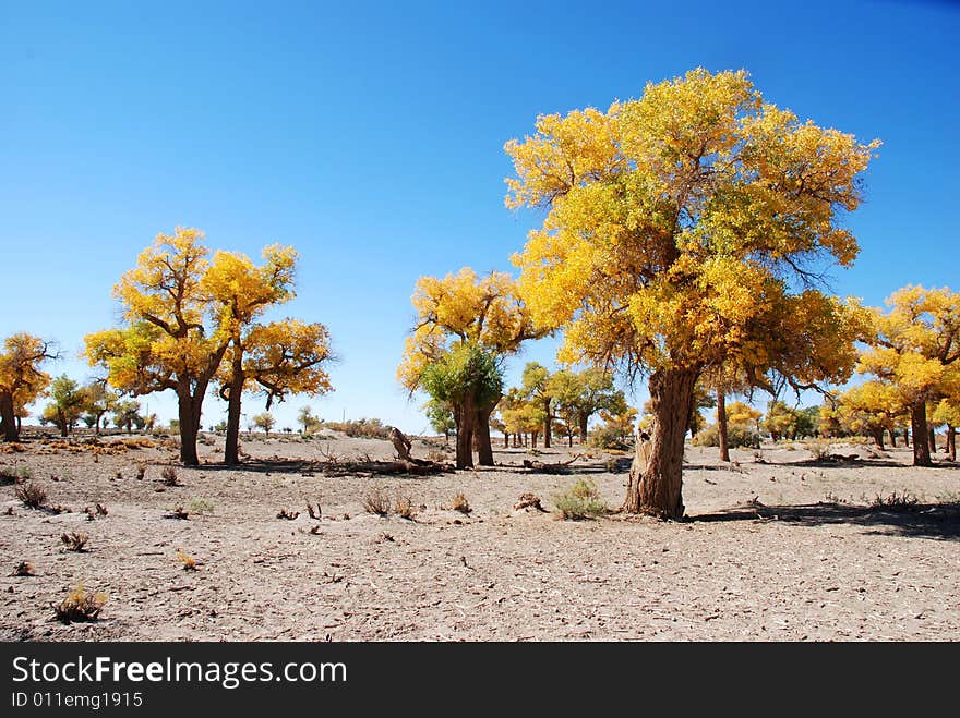 Golden yellow Poplar tree and blue color sky