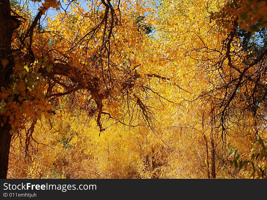 Golden yellow Poplar tree