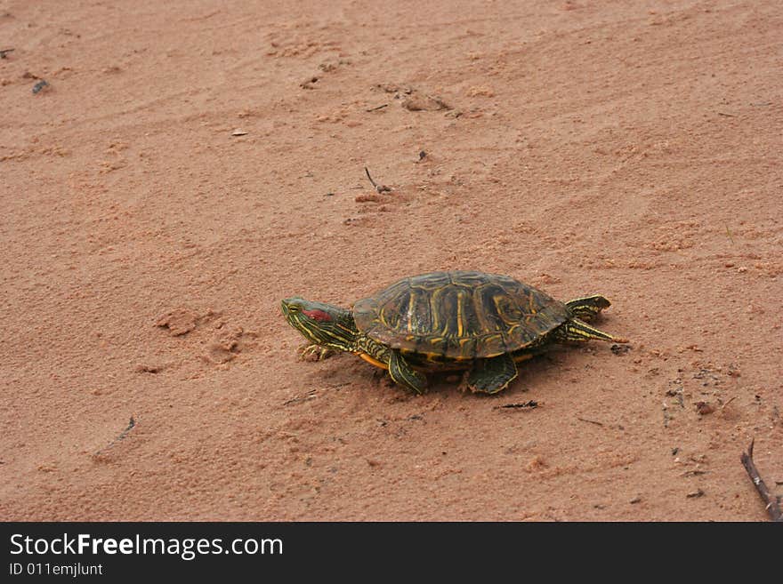 Side view of a turtle walking across a brown sandy beach. Side view of a turtle walking across a brown sandy beach.