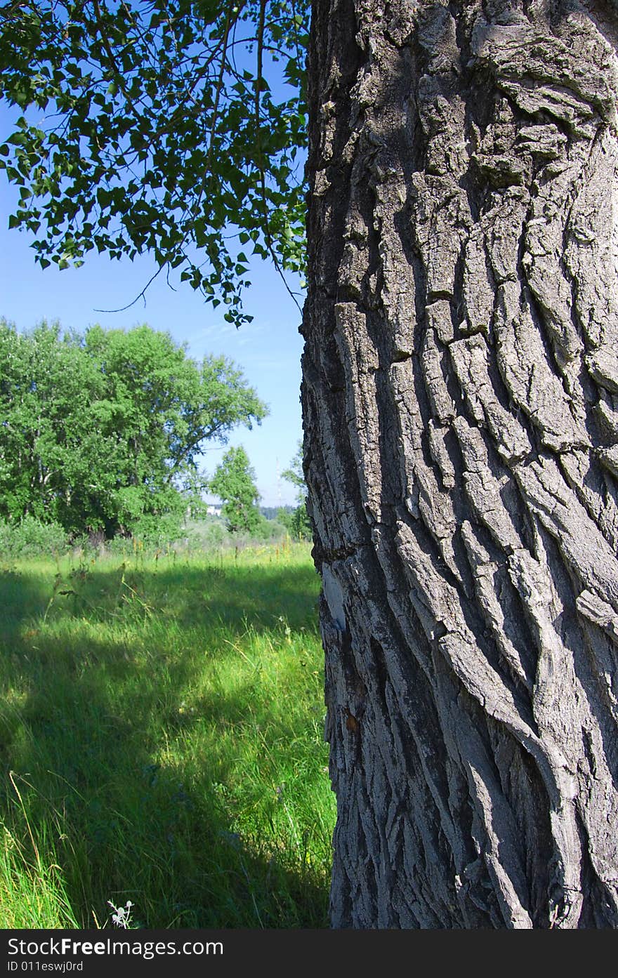 Lightened old tree with shadow and green grass of the forest. Lightened old tree with shadow and green grass of the forest