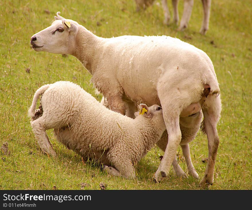 Sheep with two grown-up lambs at the dike