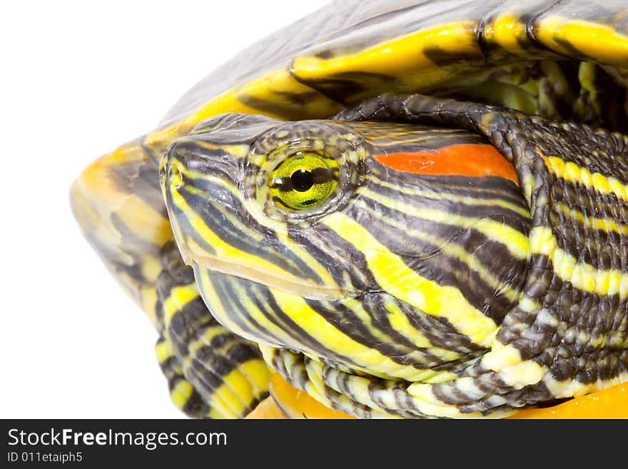 Head and face of a turtle - Pseudemys scripta elegans - close up