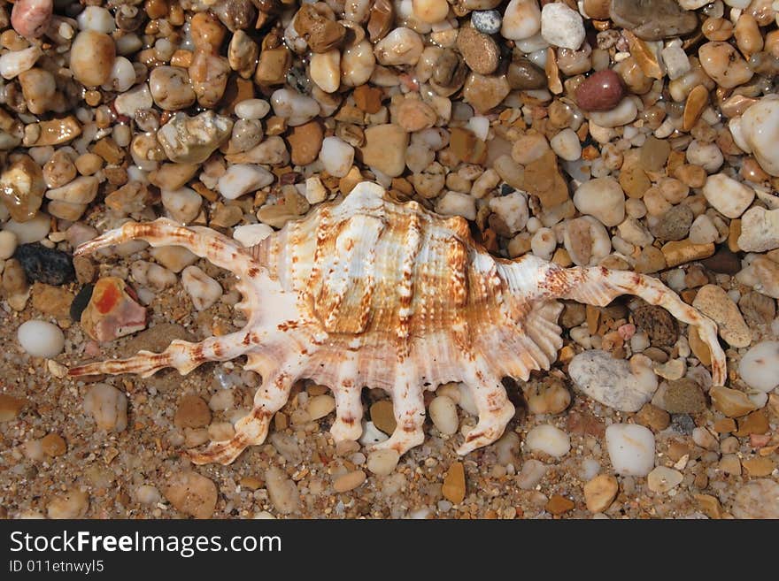 Seashell on seashore covered with water