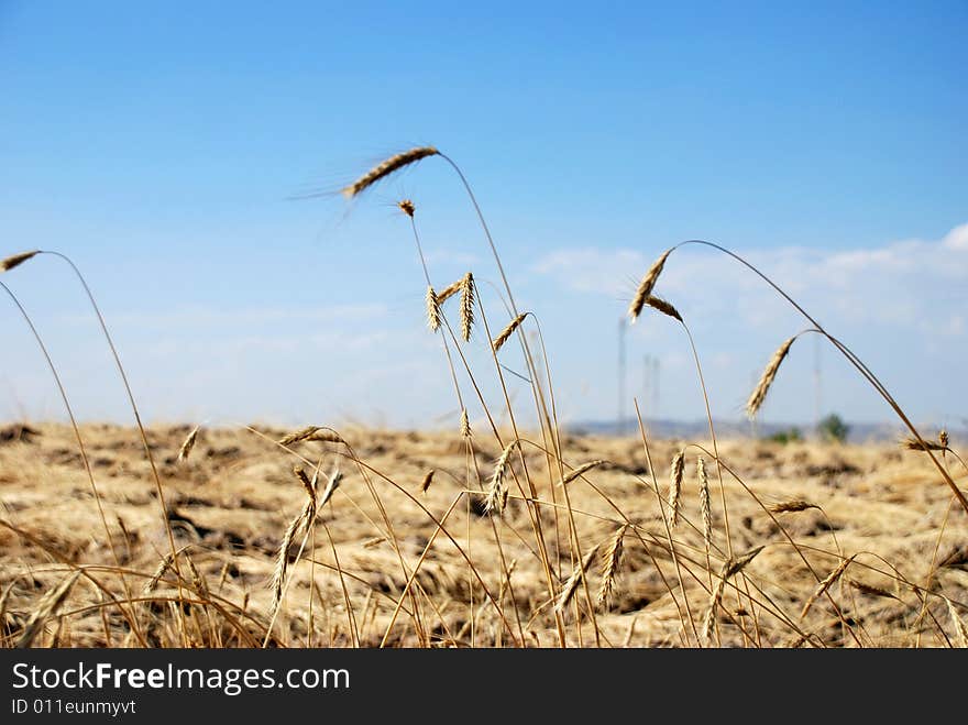 Wheat field landscape image on a sunny day