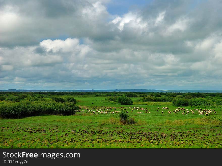 Hulunbuir prairie