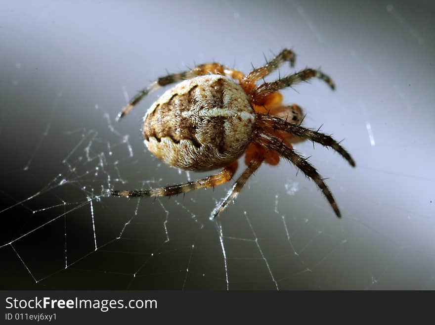 A spider on a web. A spider on a web