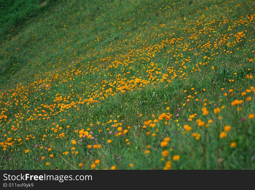 A field of wild globe flowers, xiaowutai mountain, china. A field of wild globe flowers, xiaowutai mountain, china