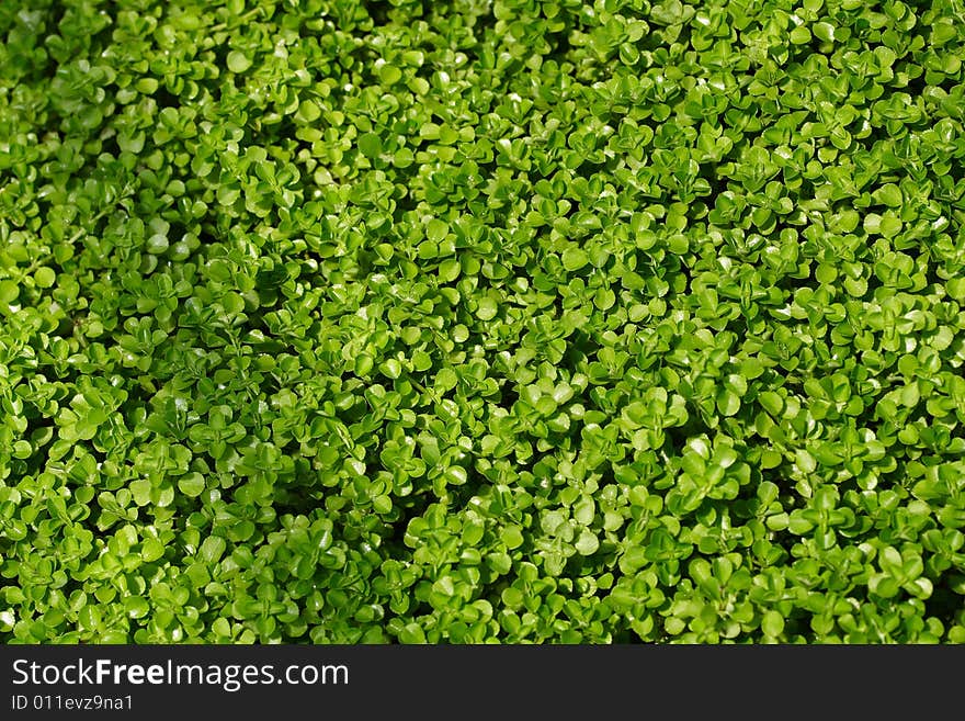 Tiled green leaves as texture