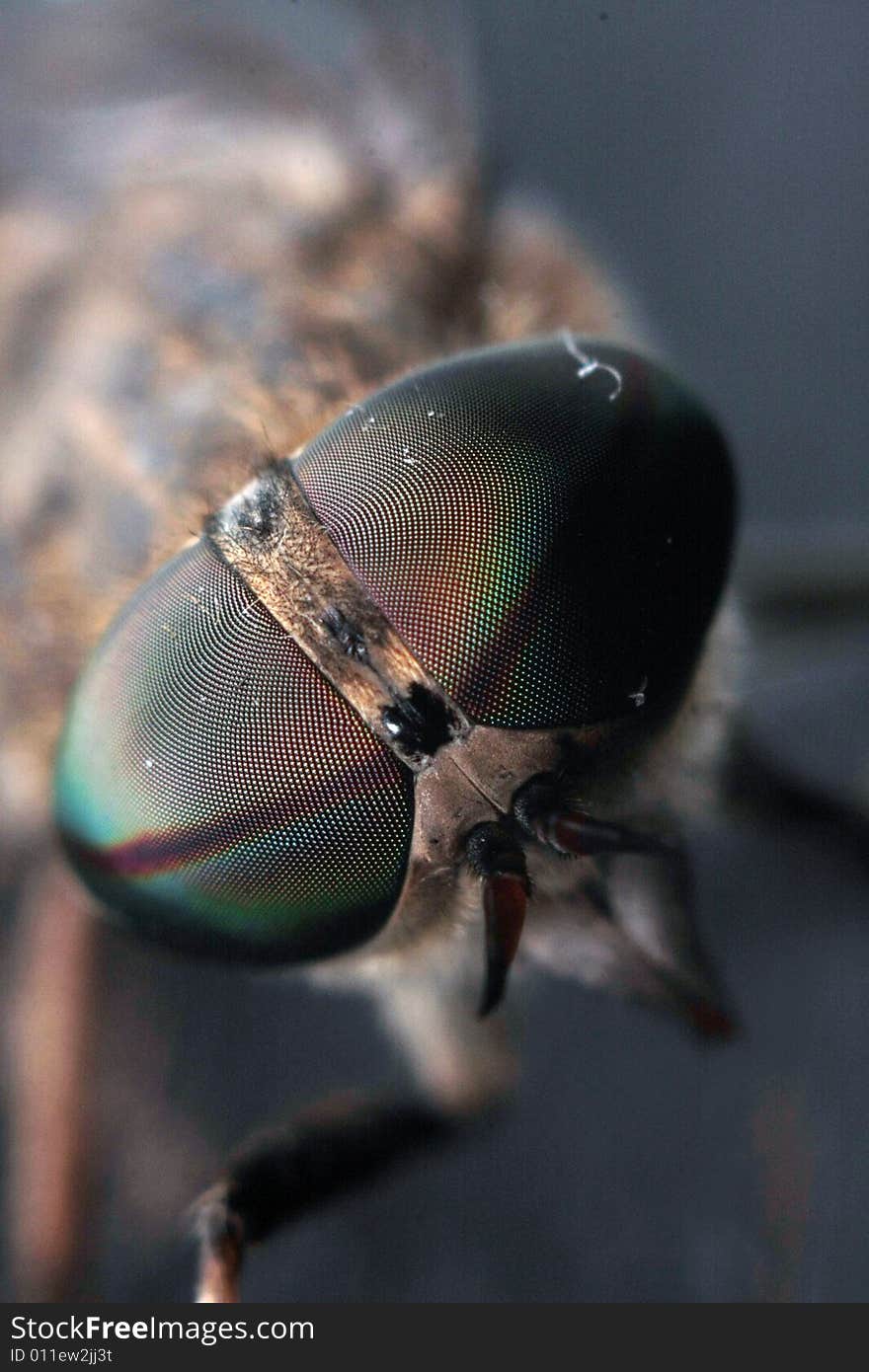 A fly close up on a grey background. A fly close up on a grey background