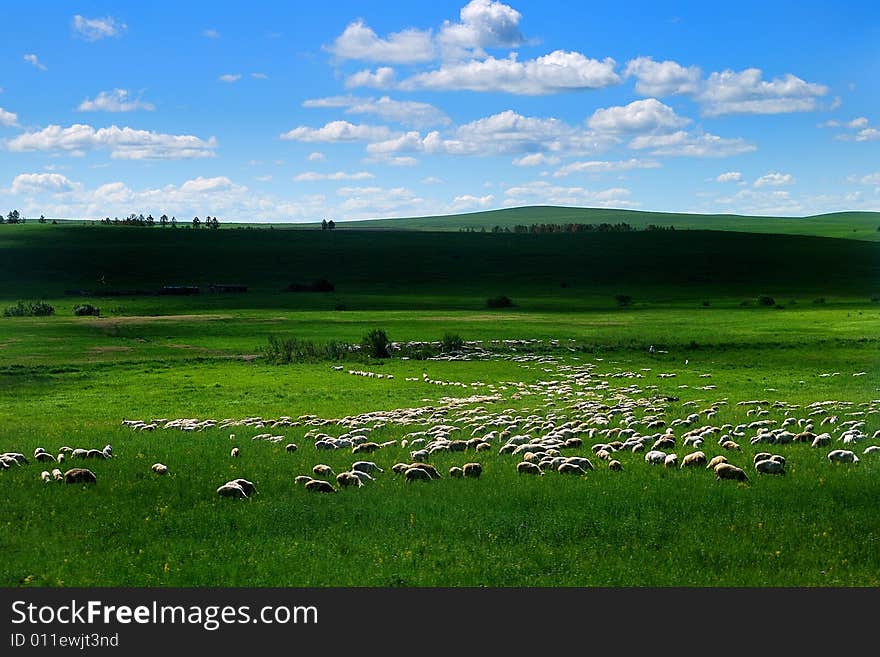 Hulunbuir prairie