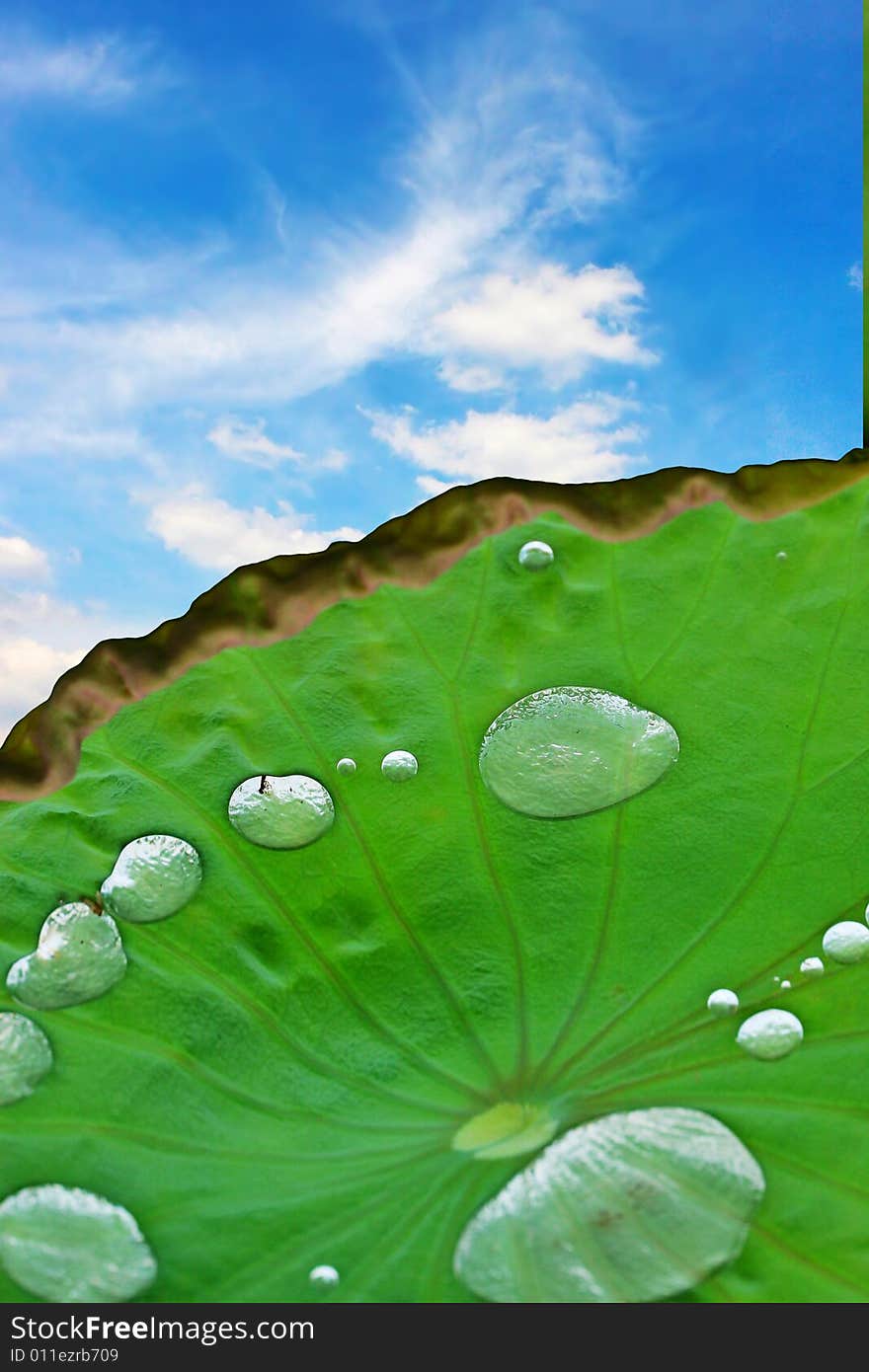 Lotus Leaf With Dew