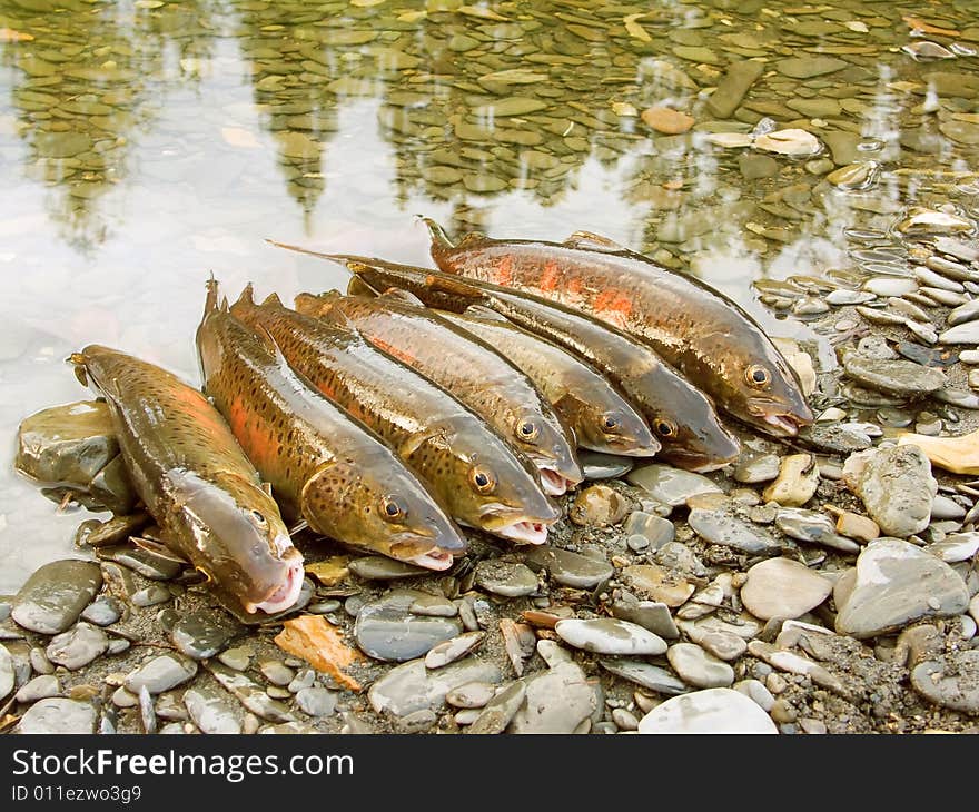 Fish taymen caught on fishing