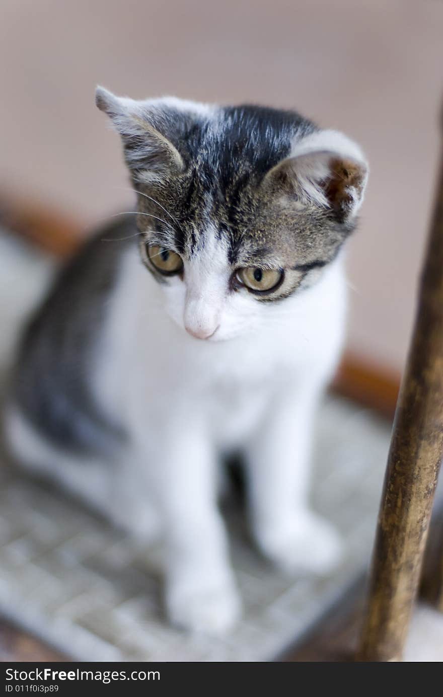 A young cat in a bamboo chair,be stairing at something. A young cat in a bamboo chair,be stairing at something