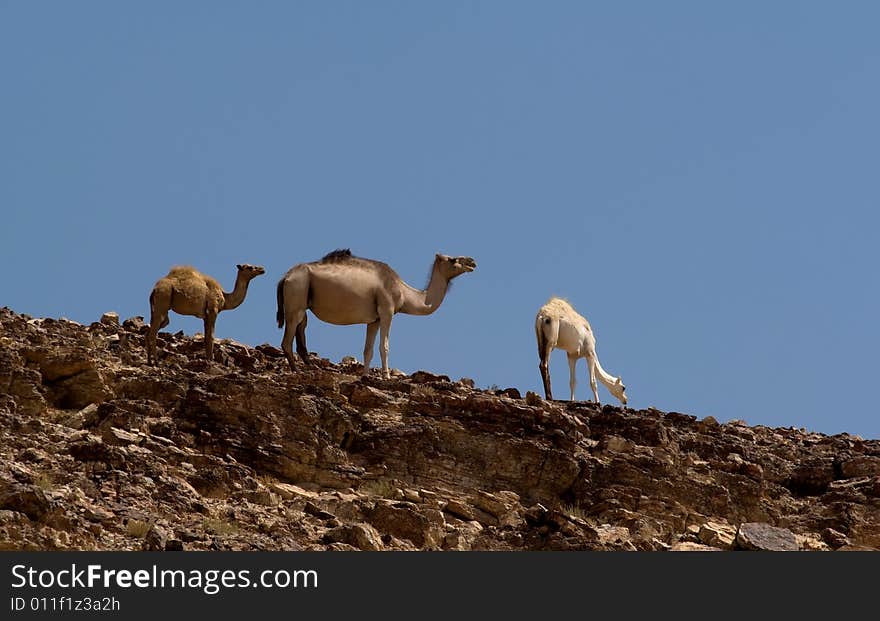 Three camels