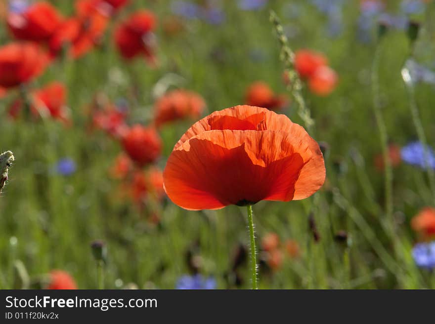 Red poppies