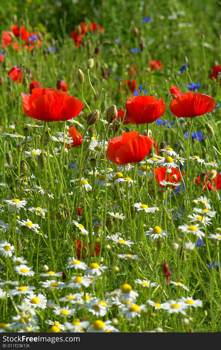 Red poppies