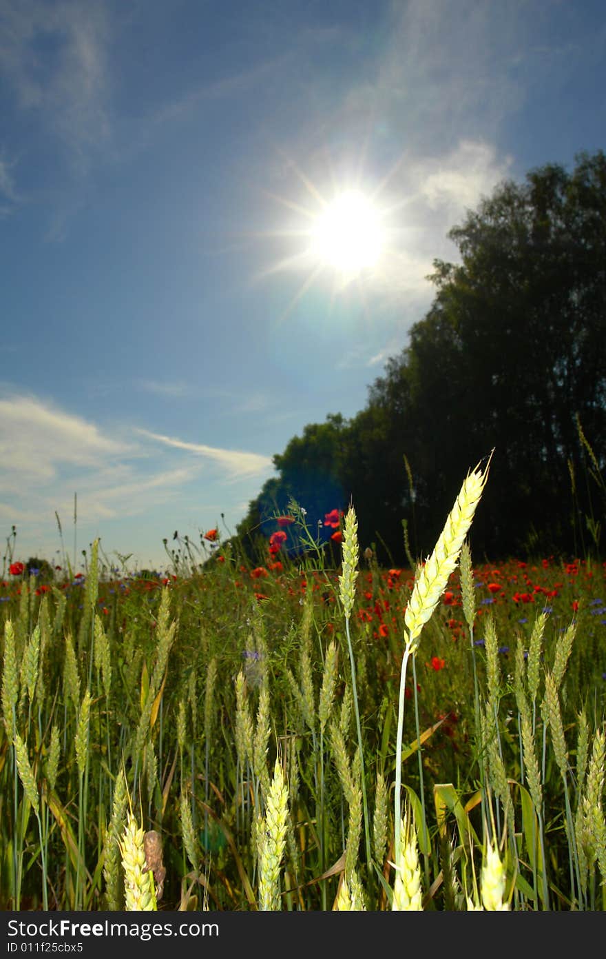 Red poppies