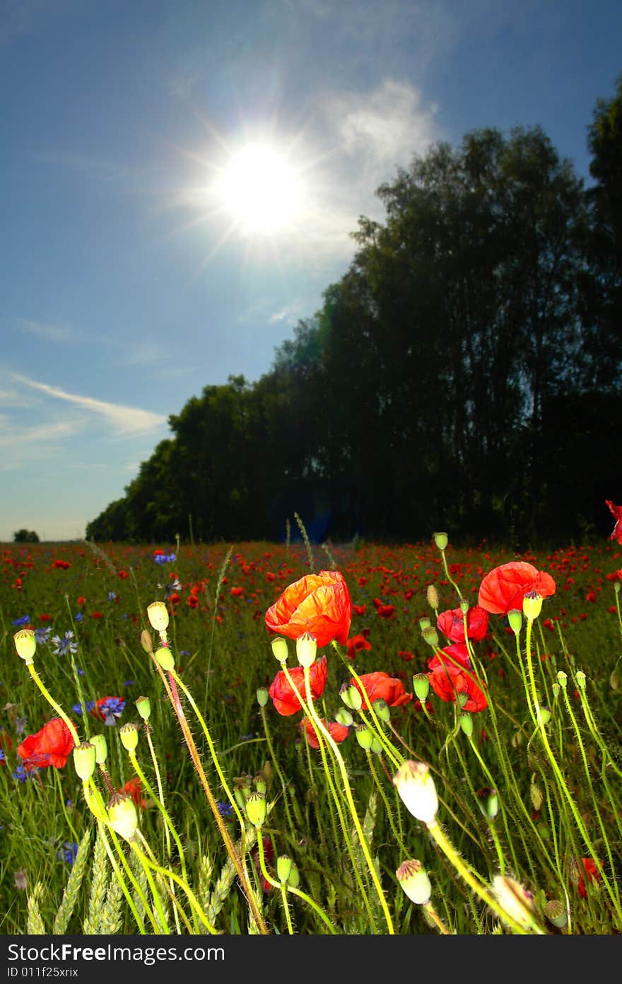 Red poppies