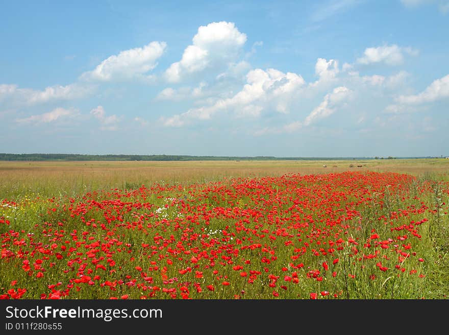 Red Poppies