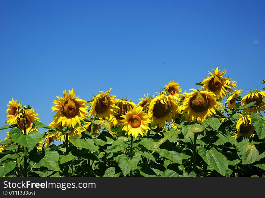 Sunflower