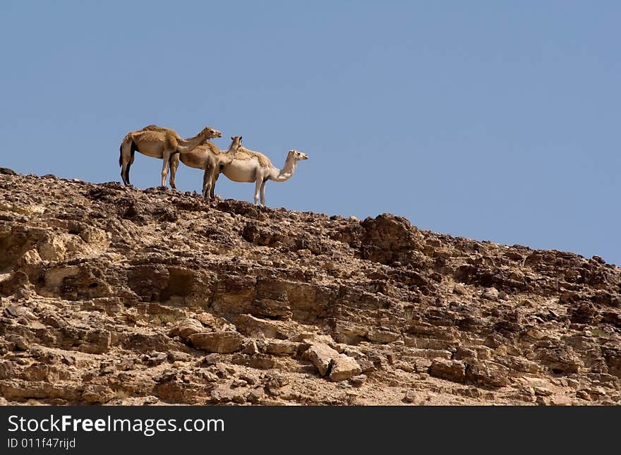 Three camels