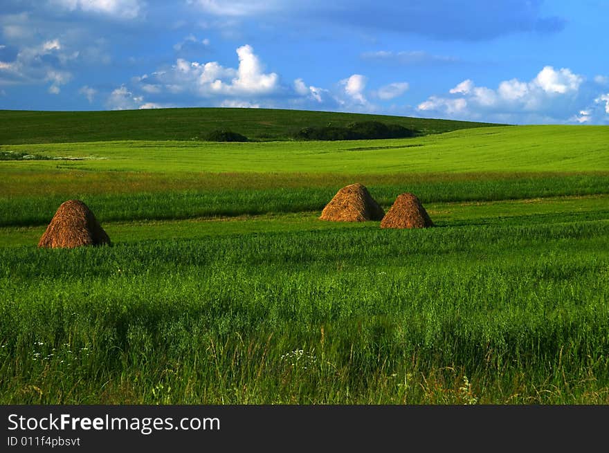 Summer field in Liptov, Slovakia