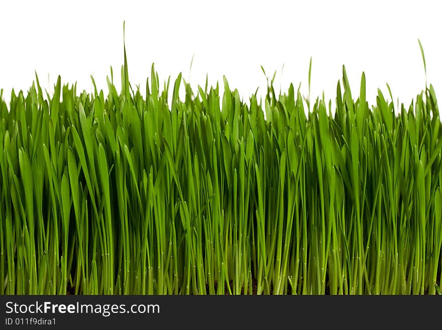 Green Grass