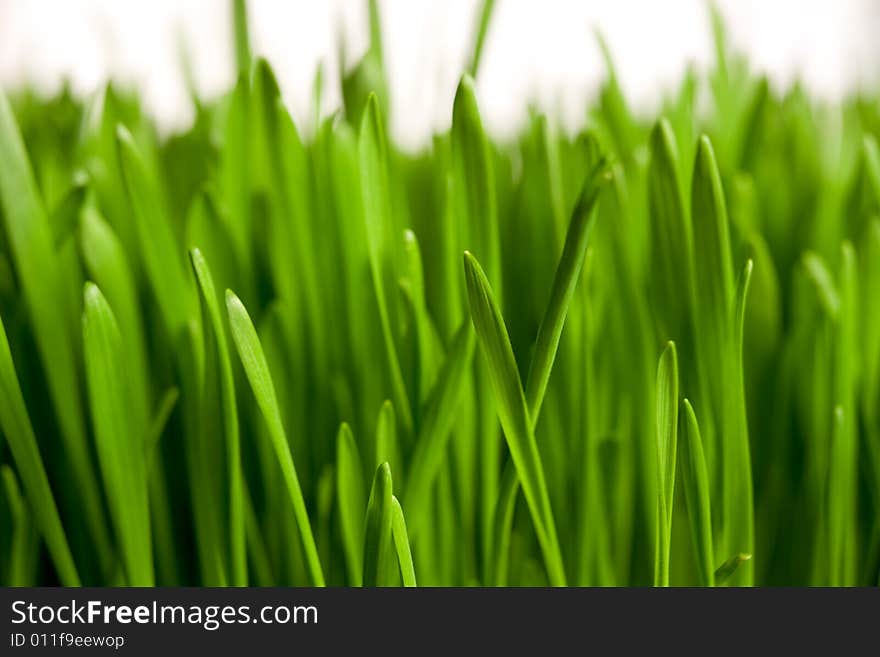 Green grass on white backgound. Green grass on white backgound