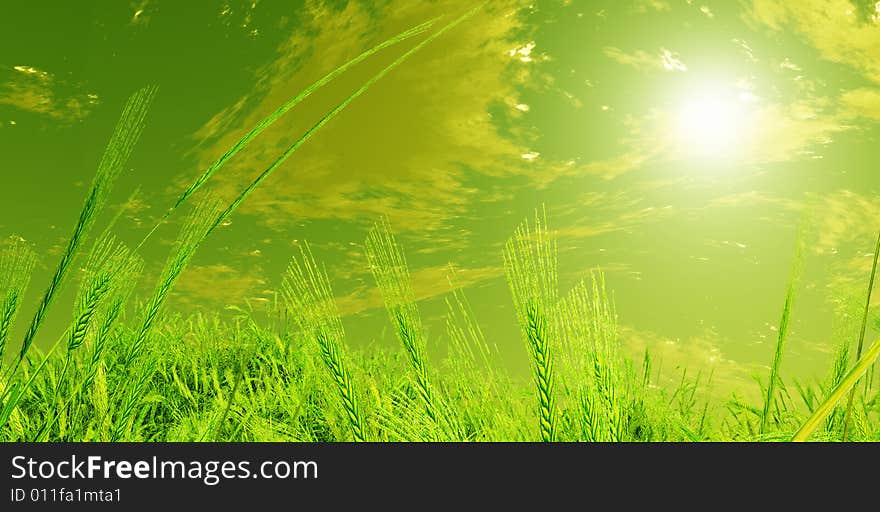 Beautiful sunset over the wheat field