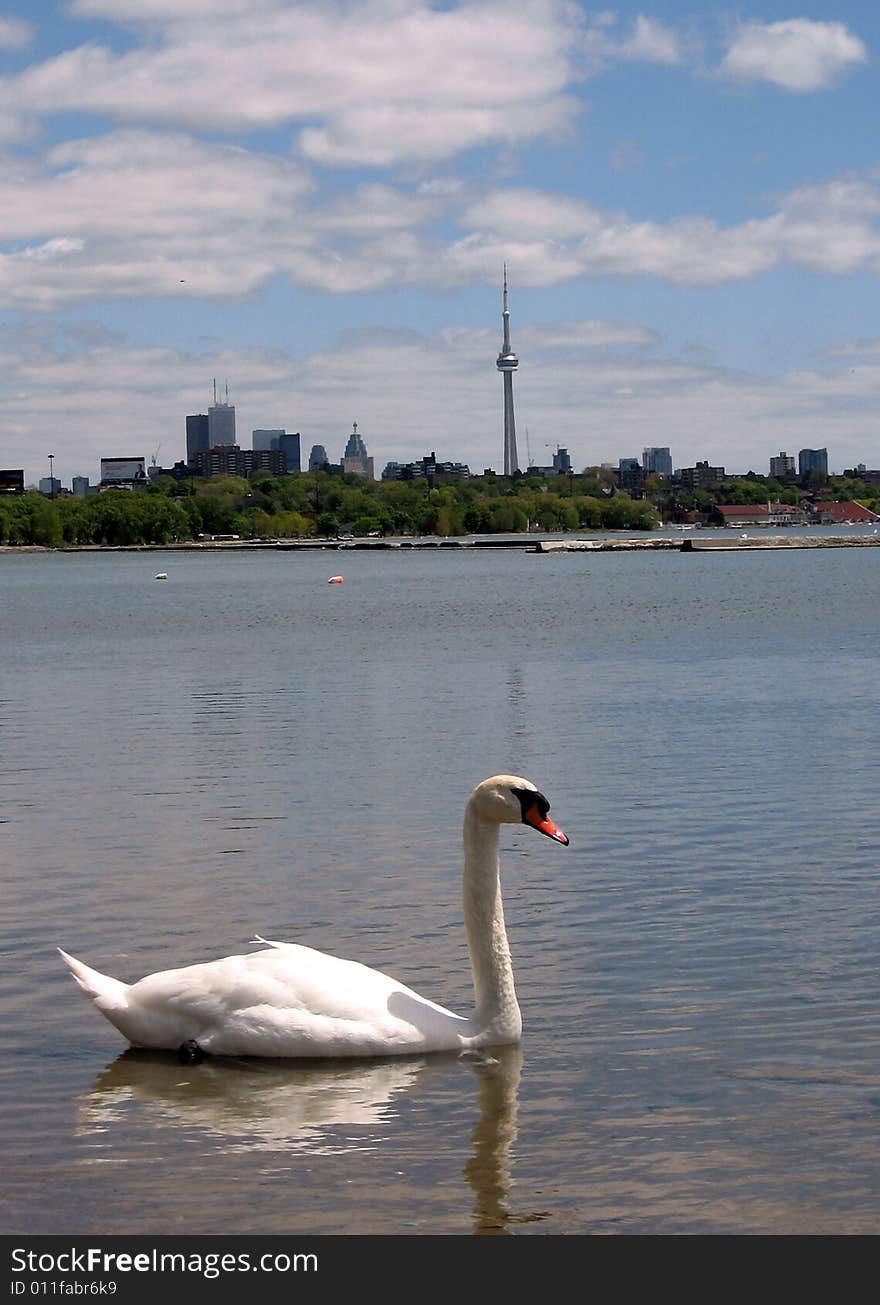 Swan and Toronto CN Tower, Canada. Swan and Toronto CN Tower, Canada