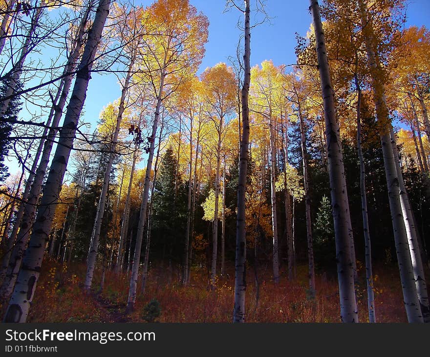 Fall colors on a high mountain meadow. Fall colors on a high mountain meadow