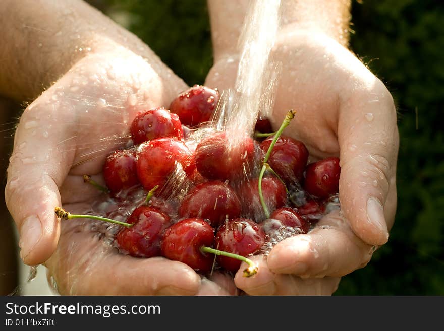 Hand full of fresh cherries in falling water