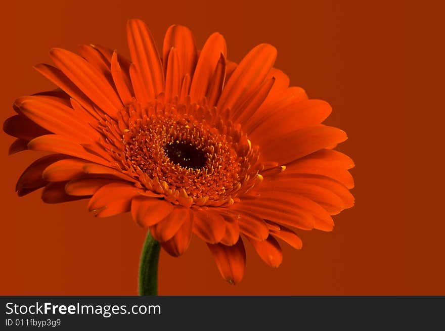 Red Gerbera on red background