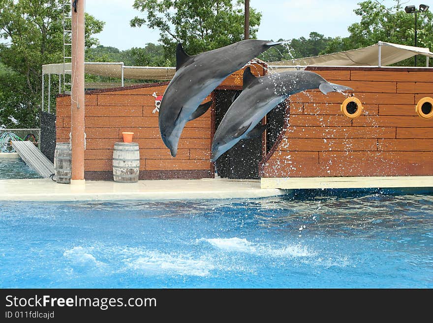 Two dolphins jumping through the air in a pool