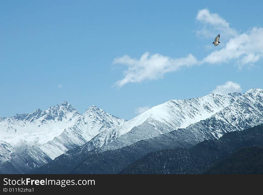 Bird flying over snow mountain