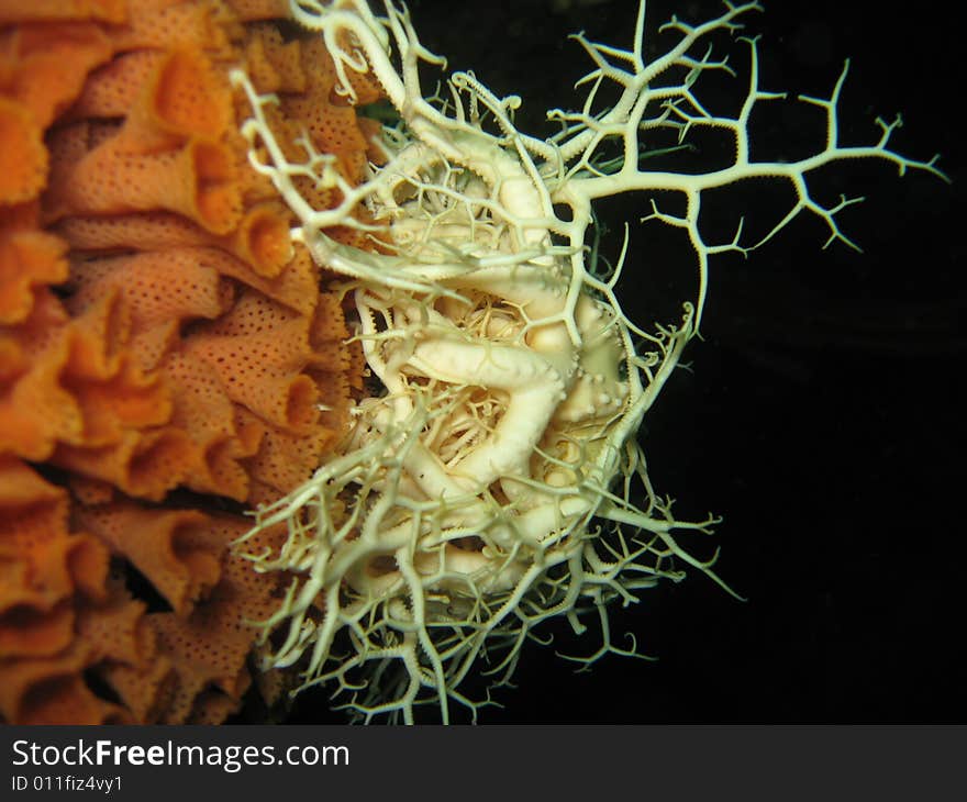 Albino Basket Star