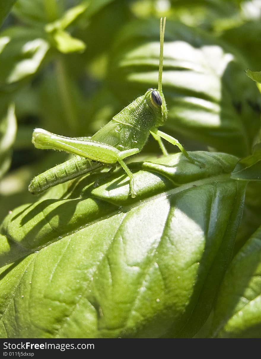 Grasshopper On Leaf