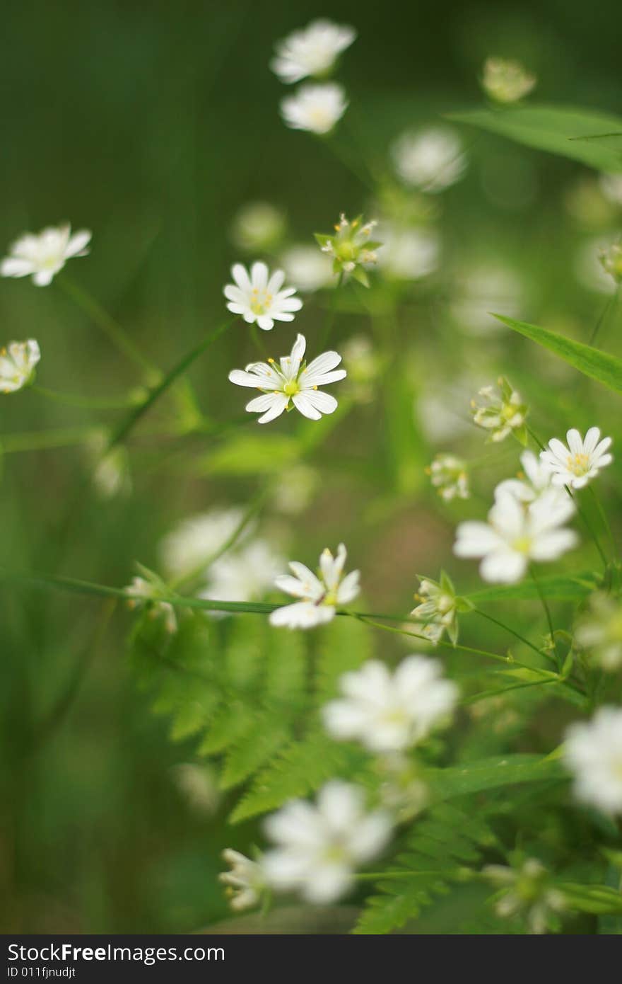 Many small wild florets. A background. Many small wild florets. A background