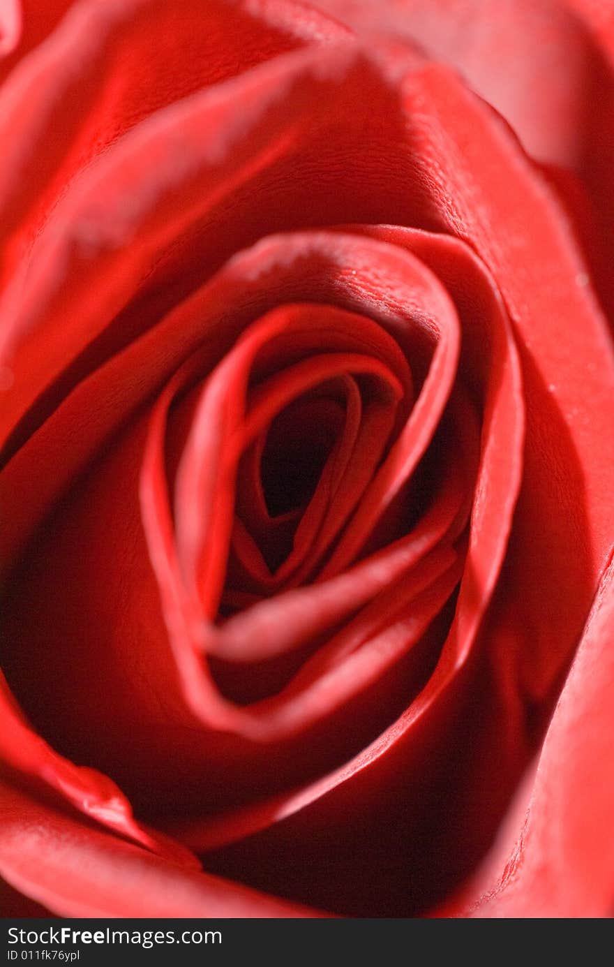 The close up observation of Red Rose