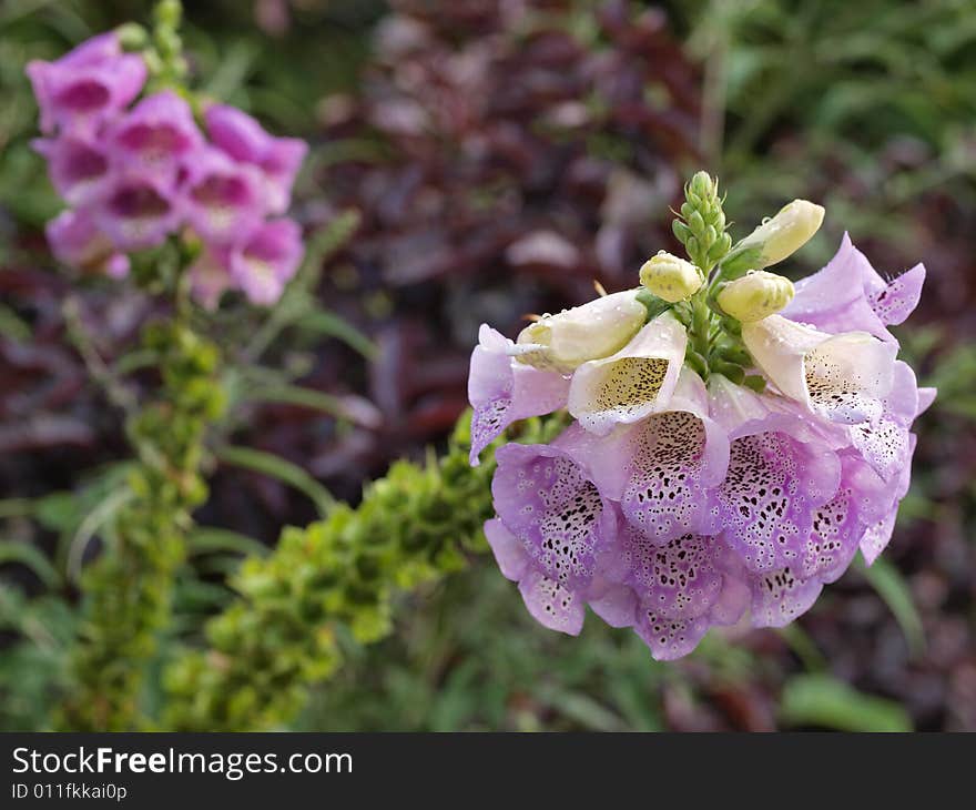 Foxglove(Digitalis Purpurea) in Central Park Garden