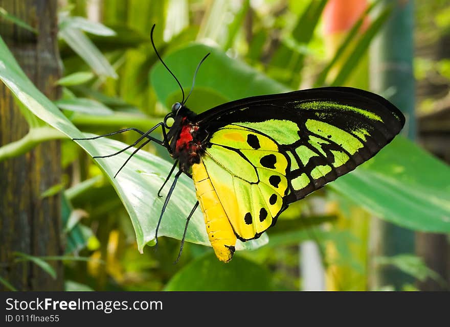 Goliath Birdwing Butterfly