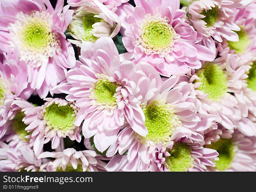 Pink Flowers