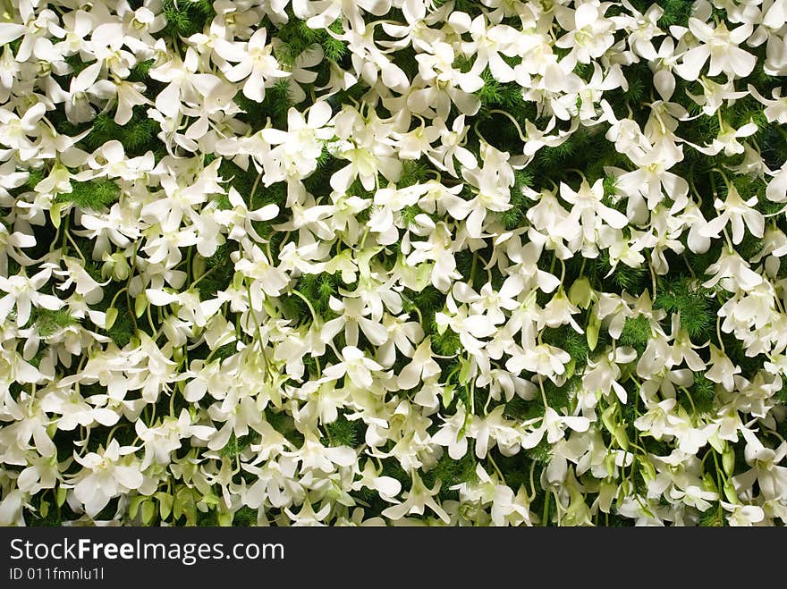 The close up observation of beautiful white flower wall in details.