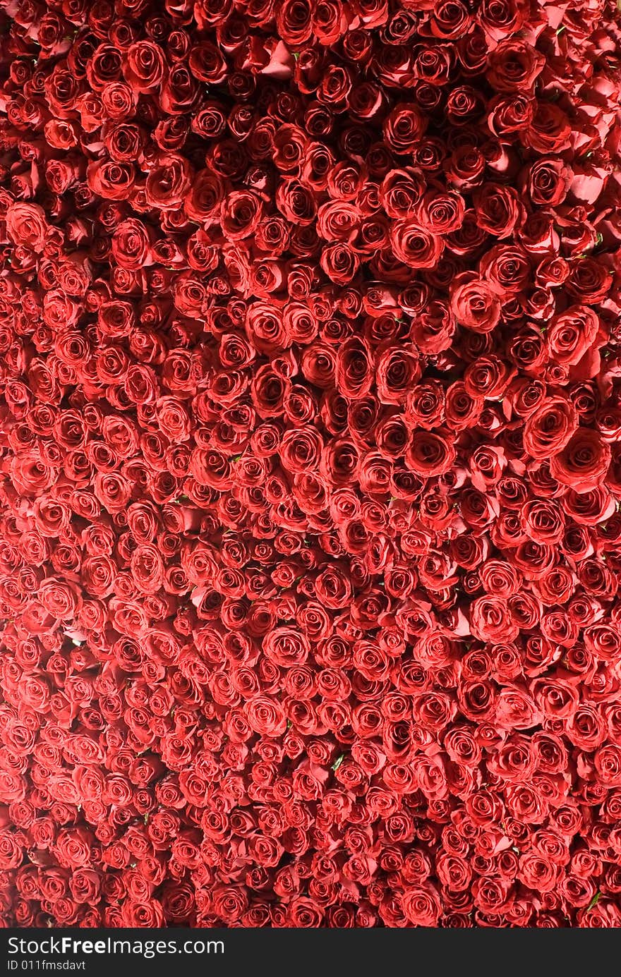 The close up observation of beautiful roses wall in details. The close up observation of beautiful roses wall in details.